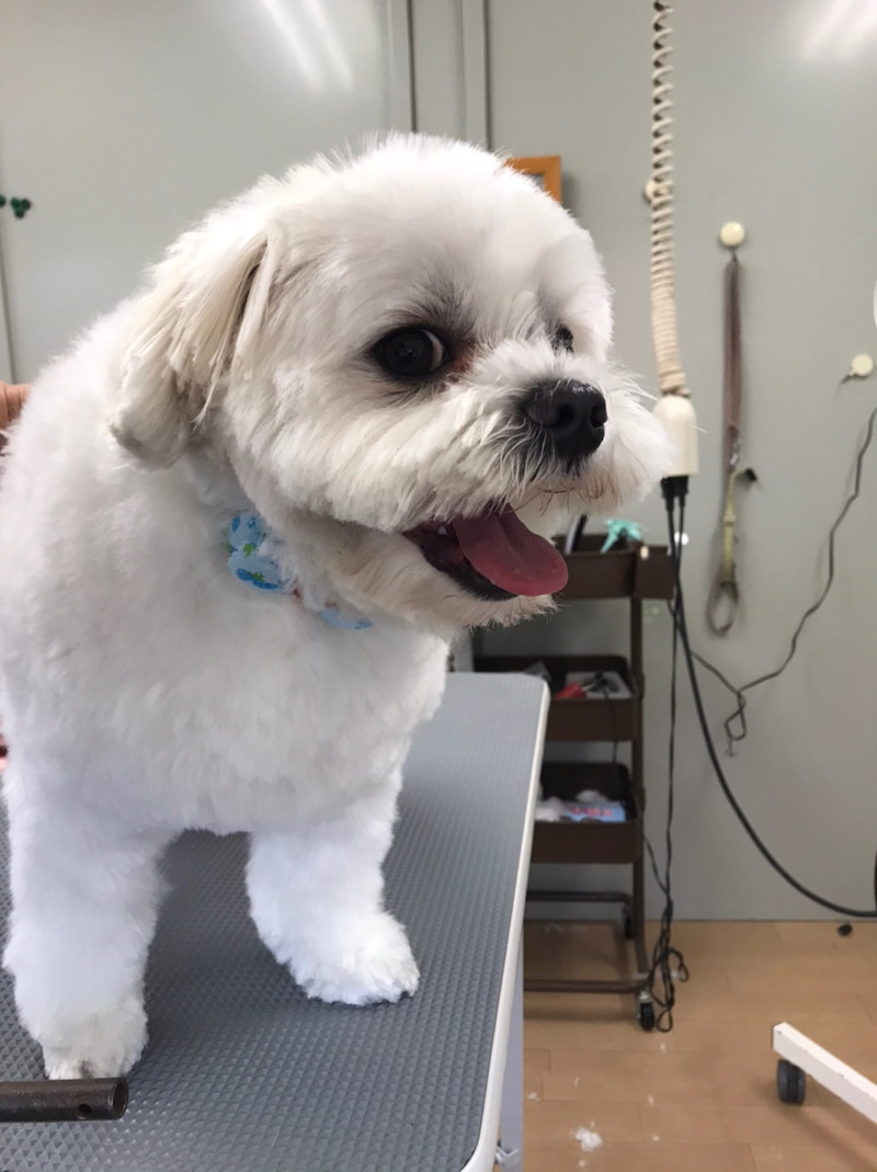 犬の美容室 わんcute トリミング後の画像のご案内 ギャラリー